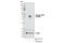 FOS Like 1, AP-1 Transcription Factor Subunit antibody, 3880S, Cell Signaling Technology, Western Blot image 