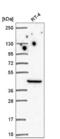 LIM Zinc Finger Domain Containing 1 antibody, NBP2-56112, Novus Biologicals, Western Blot image 