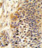 Wnt Family Member 4 antibody, 62-401, ProSci, Immunofluorescence image 