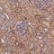 Fermitin Family Member 1 antibody, NBP1-89884, Novus Biologicals, Immunohistochemistry paraffin image 