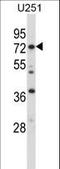 RDX antibody, LS-B10668, Lifespan Biosciences, Western Blot image 