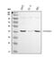 Prostaglandin E Receptor 1 antibody, PA1583, Boster Biological Technology, Western Blot image 