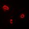Frizzled Related Protein antibody, orb378065, Biorbyt, Immunofluorescence image 