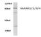 Microtubule Affinity Regulating Kinase 1 antibody, AP01363PU-N, Origene, Western Blot image 