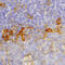 Inducible T Cell Costimulator antibody, AF169, R&D Systems, Immunohistochemistry frozen image 
