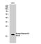 Histone H3 antibody, STJ90124, St John