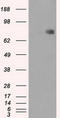 CPR antibody, TA500611, Origene, Western Blot image 