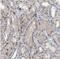 Nucleoporin 93 antibody, NBP1-81546, Novus Biologicals, Immunohistochemistry paraffin image 