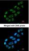 Nucleoporin 62 antibody, NBP1-32177, Novus Biologicals, Immunocytochemistry image 