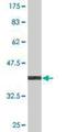 Ubiquitin Specific Peptidase Like 1 antibody, H00010208-M01, Novus Biologicals, Western Blot image 