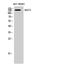 Microtubule-associated serine/threonine-protein kinase 3 antibody, STJ94024, St John