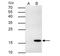 TNF Superfamily Member 9 antibody, NBP2-20673, Novus Biologicals, Immunoprecipitation image 