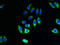 Phosphatidylinositol Glycan Anchor Biosynthesis Class O antibody, LS-C379083, Lifespan Biosciences, Immunofluorescence image 