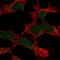 PHD Finger Protein 14 antibody, NBP2-68593, Novus Biologicals, Immunocytochemistry image 