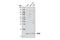 Presenilin Enhancer, Gamma-Secretase Subunit antibody, 5451S, Cell Signaling Technology, Western Blot image 