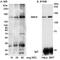 Structural maintenance of chromosomes protein 6 antibody, ab18039, Abcam, Western Blot image 