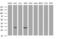 Inhibitor Of Growth Family Member 2 antibody, MA5-26473, Invitrogen Antibodies, Western Blot image 
