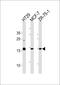 hAG-2 antibody, PA5-13271, Invitrogen Antibodies, Western Blot image 