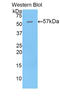 Thrombospondin 4 antibody, LS-C296622, Lifespan Biosciences, Western Blot image 