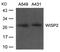 Cellular Communication Network Factor 5 antibody, 79-767, ProSci, Western Blot image 