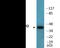 Mitogen-Activated Protein Kinase Kinase 2 antibody, EKC2459, Boster Biological Technology, Western Blot image 