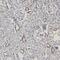 Nidogen 2 antibody, FNab05730, FineTest, Immunohistochemistry frozen image 