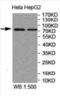 Macrophage Expressed 1 antibody, orb309894, Biorbyt, Western Blot image 