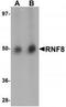 E3 ubiquitin-protein ligase RNF8 antibody, TA319765, Origene, Western Blot image 