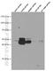 Cathepsin D antibody, 66534-1-Ig, Proteintech Group, Western Blot image 