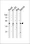 Leukocyte Immunoglobulin Like Receptor A3 antibody, LS-C203990, Lifespan Biosciences, Western Blot image 