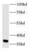 Aminoacyl tRNA synthase complex-interacting multifunctional protein 2 antibody, FNab04453, FineTest, Western Blot image 