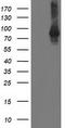 Signal Transducer And Activator Of Transcription 4 antibody, CF502969, Origene, Western Blot image 