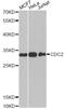 Cyclin Dependent Kinase 1 antibody, A12414, ABclonal Technology, Western Blot image 