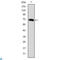 Forkhead Box P2 antibody, LS-C812605, Lifespan Biosciences, Western Blot image 