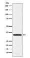 Syntaxin 4 antibody, M05345, Boster Biological Technology, Western Blot image 