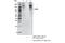 F4/80 antibody, 30325T, Cell Signaling Technology, Immunoprecipitation image 