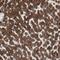 GDH antibody, PA5-52117, Invitrogen Antibodies, Immunohistochemistry frozen image 