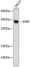 Emerin antibody, 13-039, ProSci, Western Blot image 