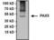 Paired Box 5 antibody, PA1-109, Invitrogen Antibodies, Immunoprecipitation image 