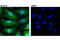 Galectin 1 antibody, 12936S, Cell Signaling Technology, Immunocytochemistry image 