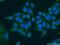 ADP Ribosylation Factor 5 antibody, 15281-1-AP, Proteintech Group, Immunofluorescence image 