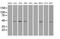 SRY-Box 17 antibody, MA5-24886, Invitrogen Antibodies, Western Blot image 