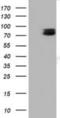 Tectonic Family Member 2 antibody, NBP2-02824, Novus Biologicals, Western Blot image 