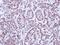 T-cell acute lymphocytic leukemia protein 1 antibody, NBP1-33757, Novus Biologicals, Immunohistochemistry frozen image 