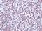 TAL BHLH Transcription Factor 1, Erythroid Differentiation Factor antibody, NBP1-33757, Novus Biologicals, Immunohistochemistry frozen image 