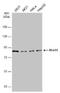 MRE11 Homolog, Double Strand Break Repair Nuclease antibody, NB100-473, Novus Biologicals, Western Blot image 