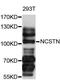 Nicastrin antibody, MBS125046, MyBioSource, Western Blot image 