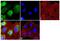 Endothelin 1 antibody, PA3-067, Invitrogen Antibodies, Immunofluorescence image 