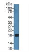 Peptidylprolyl Isomerase F antibody, LS-C295795, Lifespan Biosciences, Western Blot image 