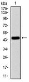 Ankyrin Repeat Domain 28 antibody, orb101221, Biorbyt, Western Blot image 